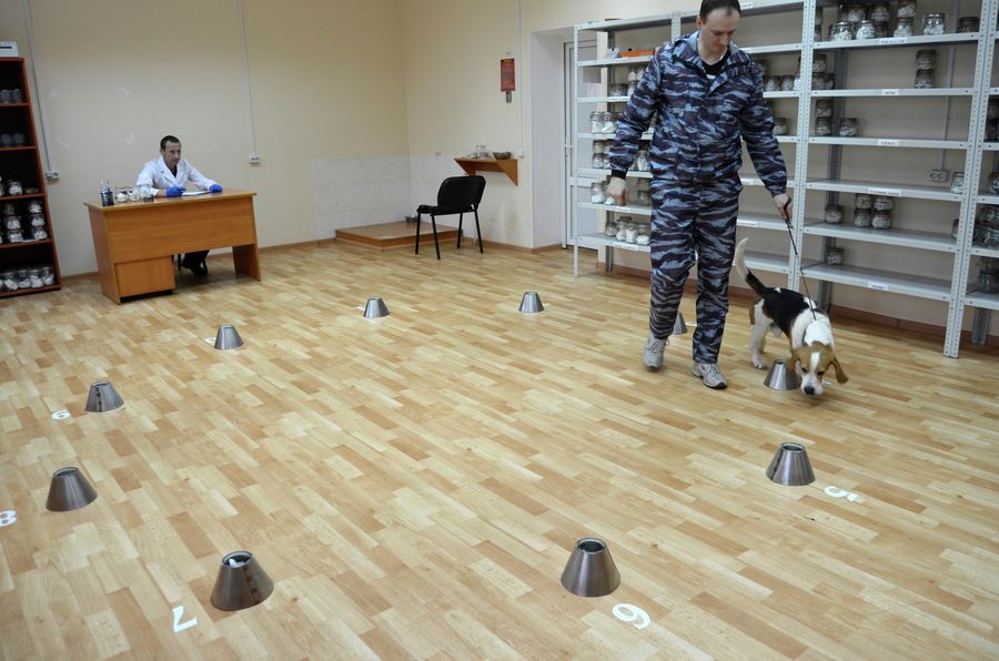 Процесс проведения экспертизы запаховых следов человека
