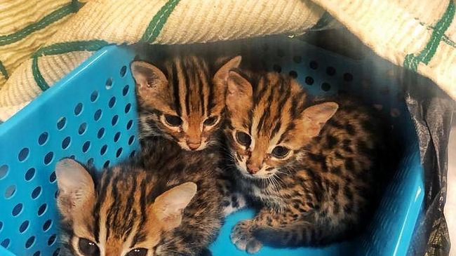 Котята азиатских леопардовых кошек, изъятые на таможне в Москве