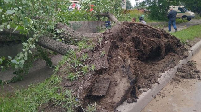 Поваленное дерево Поваленное дерево