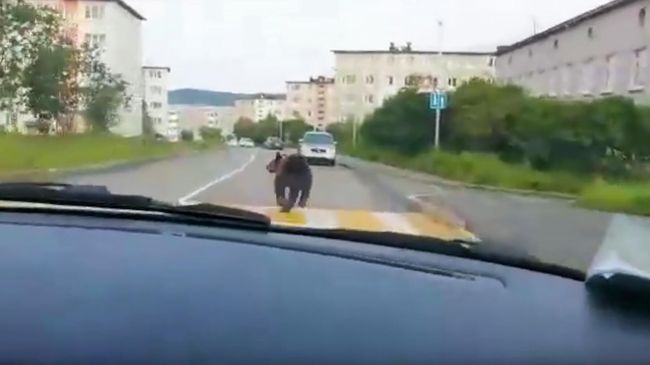 Погоня за медведем в Магадане. Стоп-кадр видео Погоня за медведем в Магадане. Стоп-кадр видео