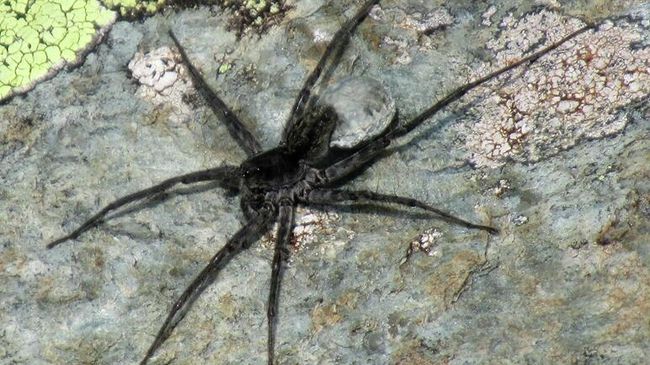 Паук, относящийся к семейству Lycosidae (пауки-волки) Паук, относящийся к семейству Lycosidae (пауки-волки)