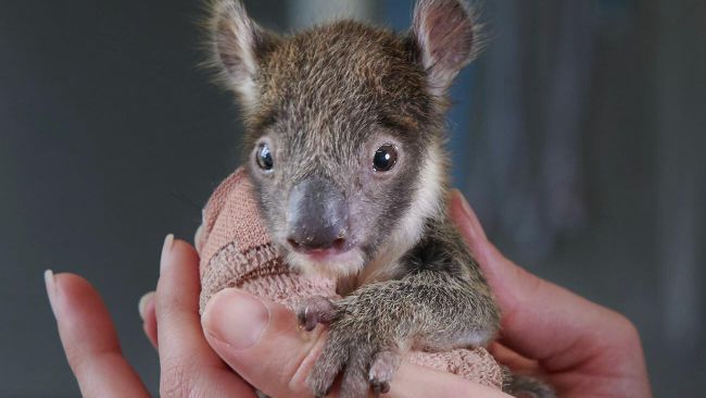 Коала в руках ветеринарной медсестры Werribee Zoo Коала в руках ветеринарной медсестры Werribee Zoo