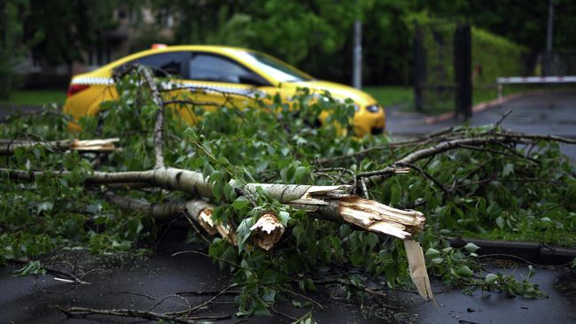 Поваленное ветром дерево Поваленное ветром дерево