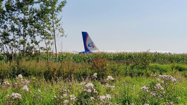Самолет Airbus А-321 авиакомпании Уральские авиалинии после вынужденной посадки в Жуковском Самолет Airbus А-321 авиакомпании Уральские авиалинии после вынужденной посадки в Жуковском