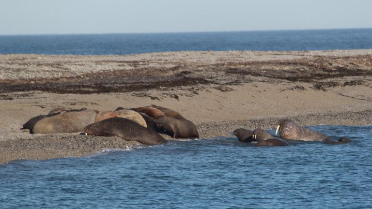 Лежбища моржей на Новой земле Лежбища моржей на Новой земле