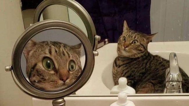 Фотография удивленной кошки, сидящей в раковине напротив двух зеркал Фотография удивленной кошки, сидящей в раковине напротив двух зеркал