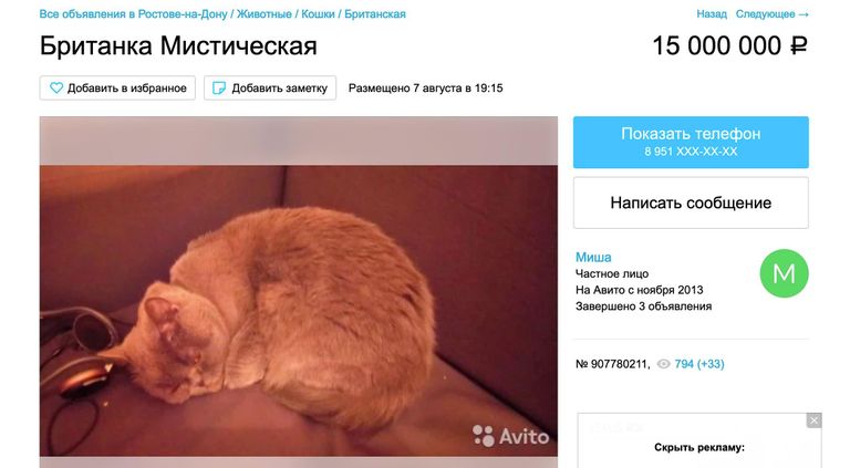 Объявление о продаже кошки на сайте Avito