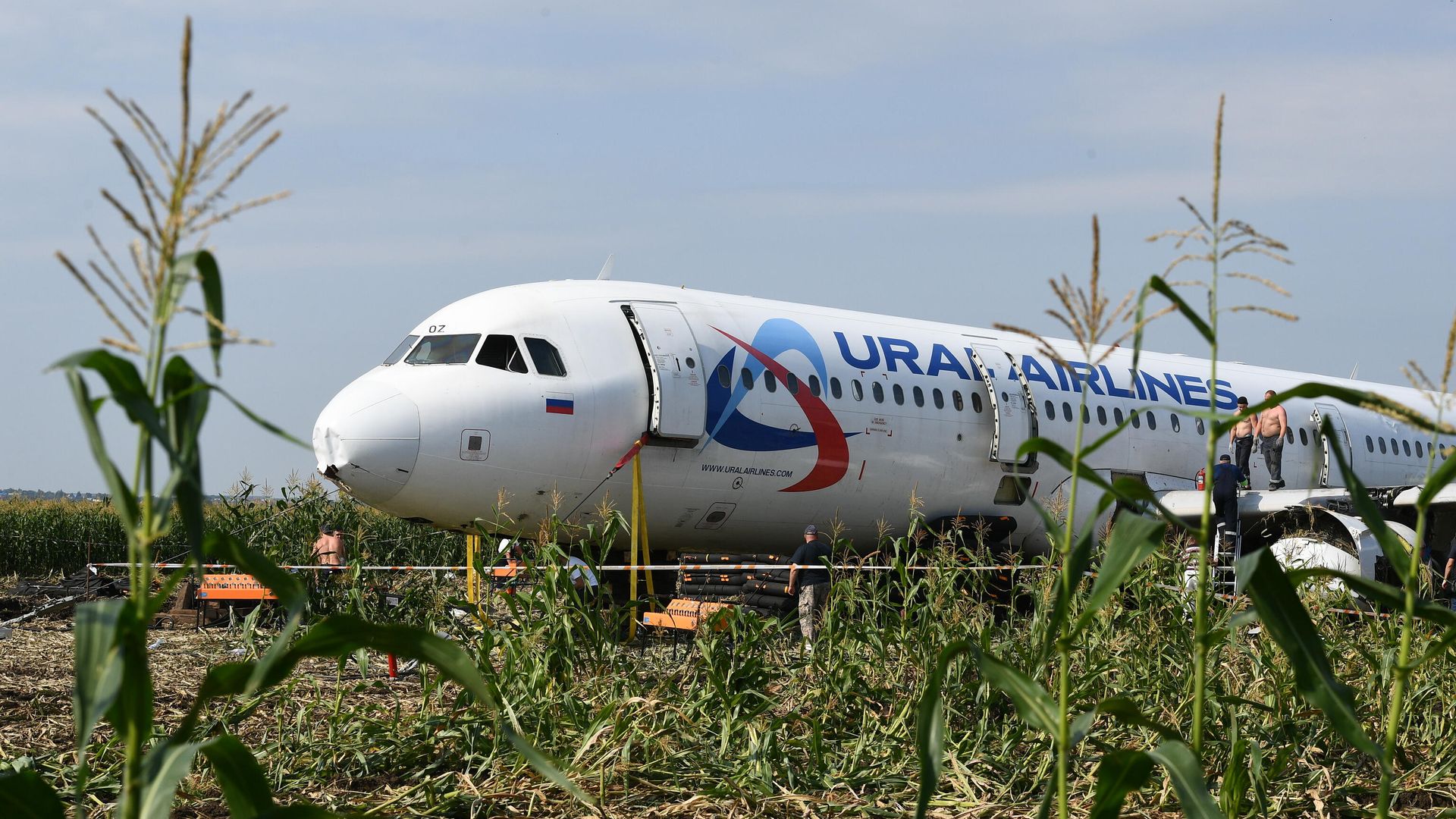Самолет Airbus А321 авиакомпании Уральские авиалинии в кукурузном поле в районе деревни Рыбаки в Раменском районе Московской области Самолет Airbus А321 авиакомпании Уральские авиалинии в кукурузном поле в районе деревни Рыбаки в Раменском районе Московской области - РИА Новости, 1920, 15.08.2022