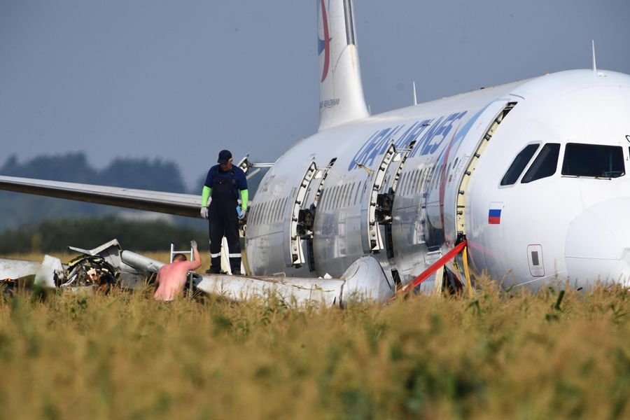 Самолет Airbus А321 авиакомпании Уральские авиалинии на кукурузном поле. Самолет Airbus А321 авиакомпании Уральские авиалинии на кукурузном поле.