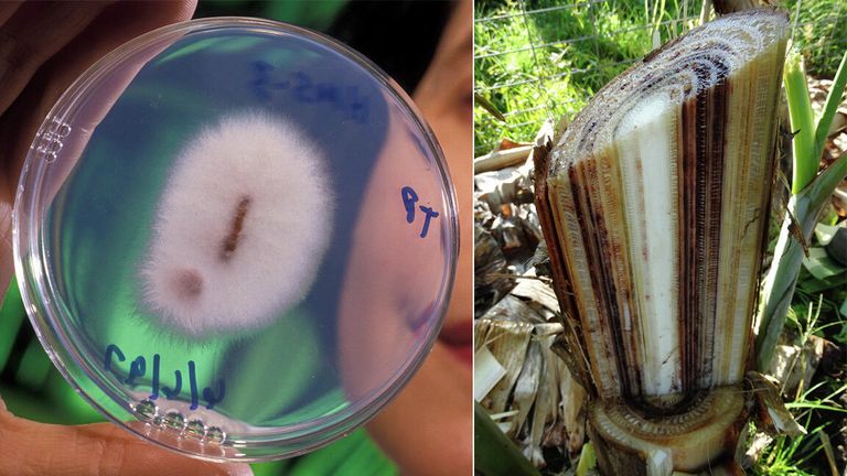 Стебель банана, пораженный грибком Fusarium Стебель банана, пораженный грибком Fusarium