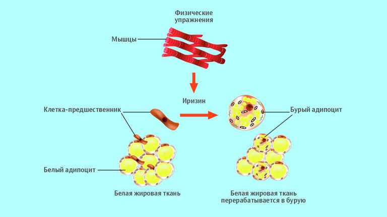 Превращение белого жира в бурый