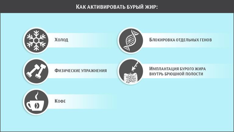 Что активирует бурый жир