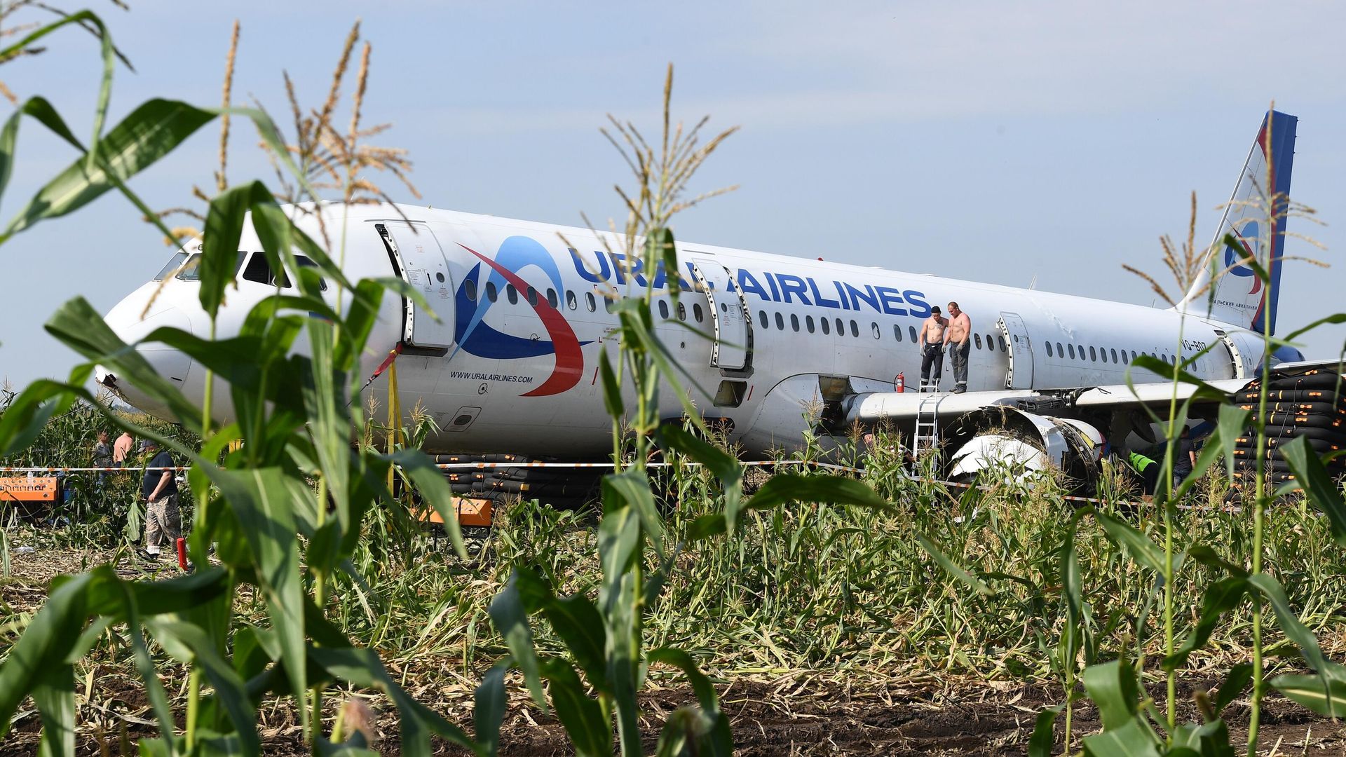 Самолет Airbus А321 авиакомпании Уральские авиалинии в кукурузном поле в районе деревни Рыбаки в Раменском районе Московской области Самолет Airbus А321 авиакомпании Уральские авиалинии в кукурузном поле в районе деревни Рыбаки в Раменском районе Московской области - РИА Новости, 1920, 20.08.2024