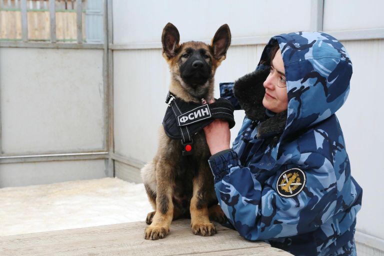Щенок по кличке Тайсон примеряет шлейку взрослой собаки Щенок по кличке Тайсон примеряет шлейку взрослой собаки