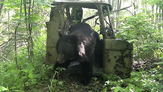 Фотоловушка в нацпарке Земля леопарда в Приморье запечатлела медведя в кабине брошенного грузовика ГАЗ-66 Фотоловушка в нацпарке Земля леопарда в Приморье запечатлела медведя в кабине брошенного грузовика ГАЗ-66