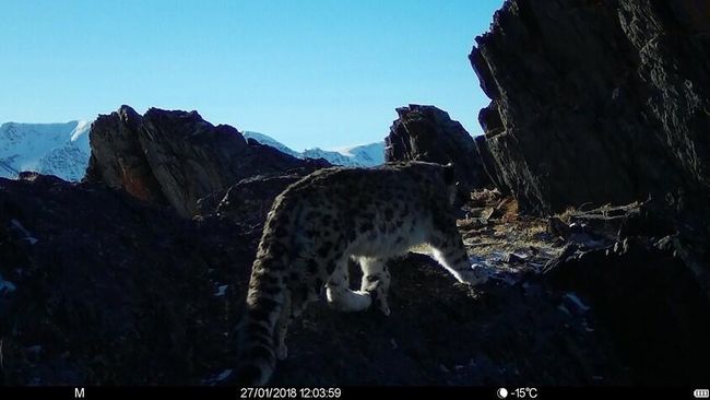 Котенок снежного барса на плато Укок, снятый фотоловушкой Котенок снежного барса на плато Укок, снятый фотоловушкой