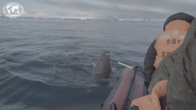 Срочно, срочно! Наехали на моржа: моржиха атаковала лодку с учеными Срочно, срочно! Наехали на моржа: моржиха атаковала лодку с учеными