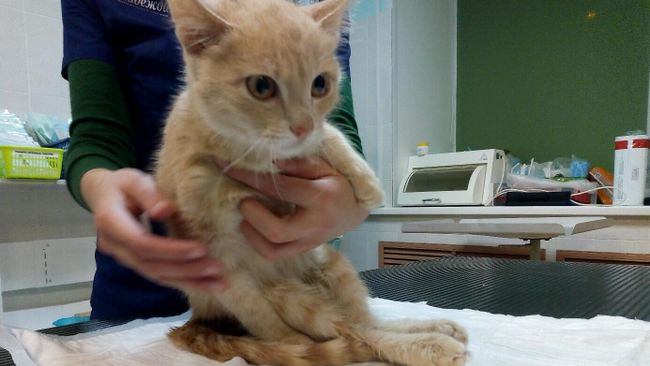 Котенок, с отказавшими задними лапами, в центре Зоо-Защита