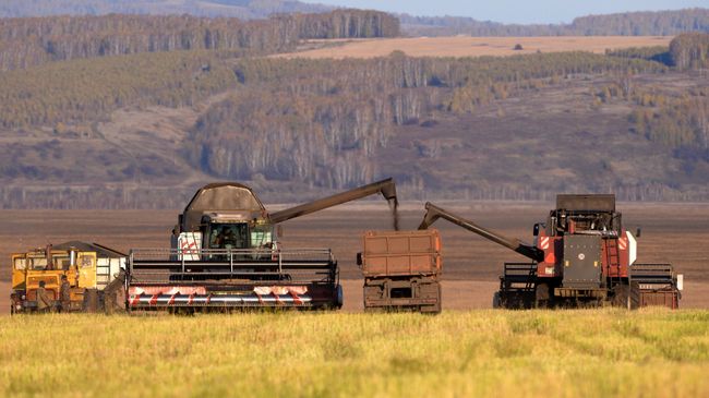 Комбайны засыпают зерно в грузовик во время уборки урожая Комбайны засыпают зерно в грузовик во время уборки урожая