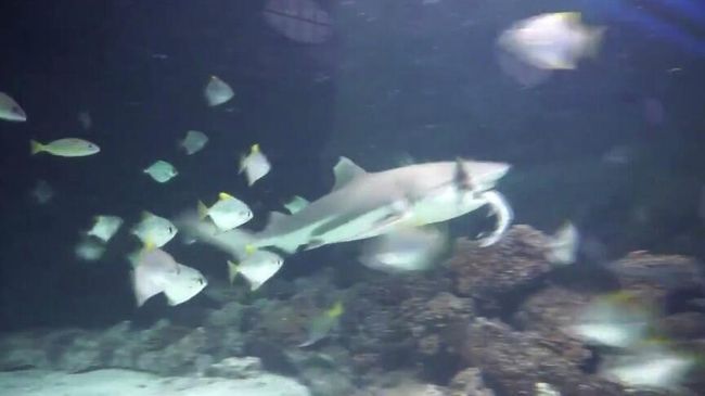 Акула съедает рыбу в бельгийском зоопарке Акула съедает рыбу в бельгийском зоопарке