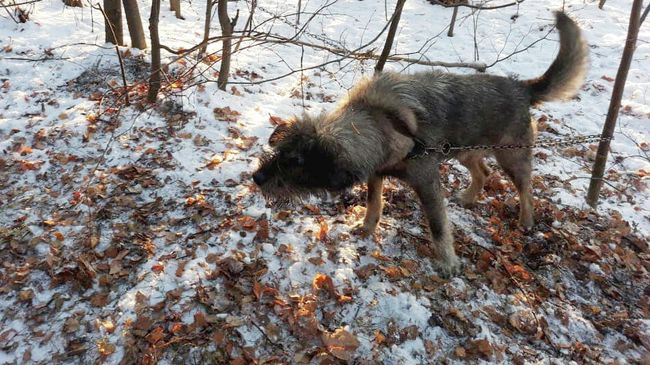 Собака, спасенная сотрудниками Шарташского парка в Екатеринбурге Собака, спасенная сотрудниками Шарташского парка в Екатеринбурге