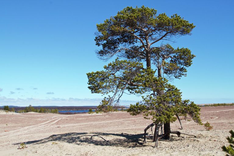 Дерево в Кузомени
