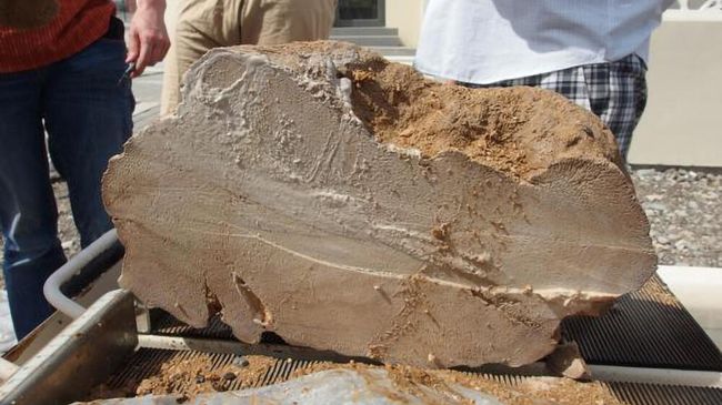 Ископаемые кораллы из Омана возрастом 4100 лет Ископаемые кораллы из Омана возрастом 4100 лет