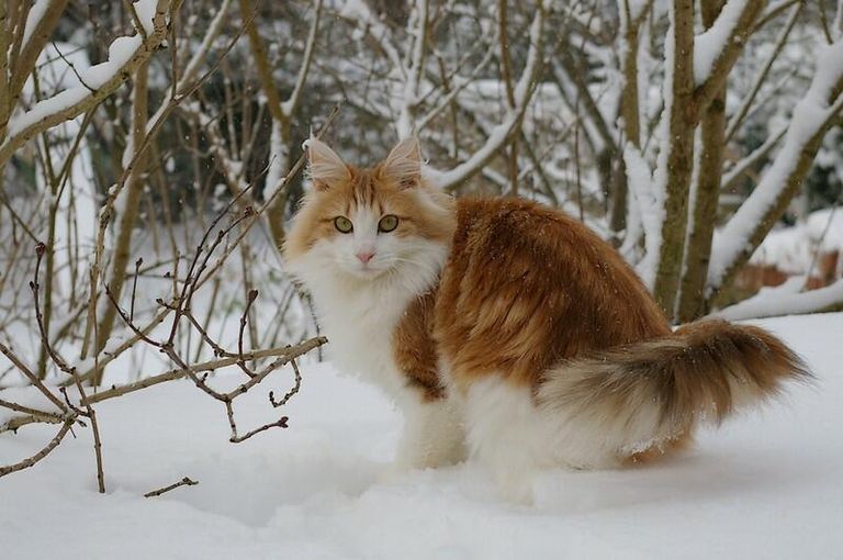 Норвежский лесной кот Норвежский лесной кот