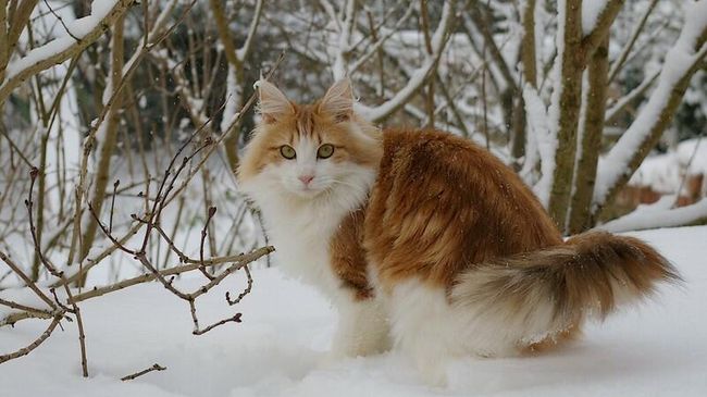 Норвежский лесной кот Норвежский лесной кот