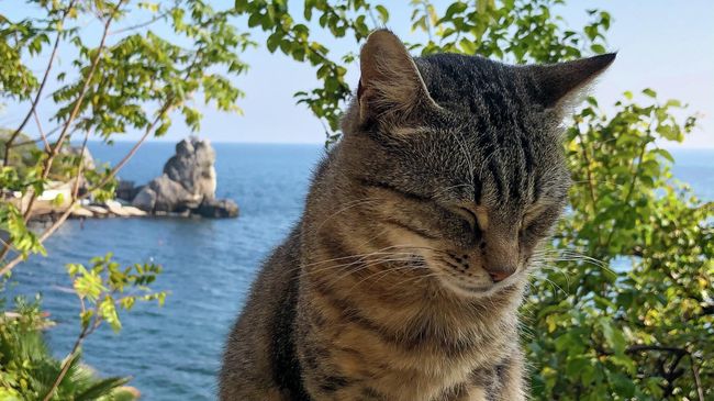Кот Кот