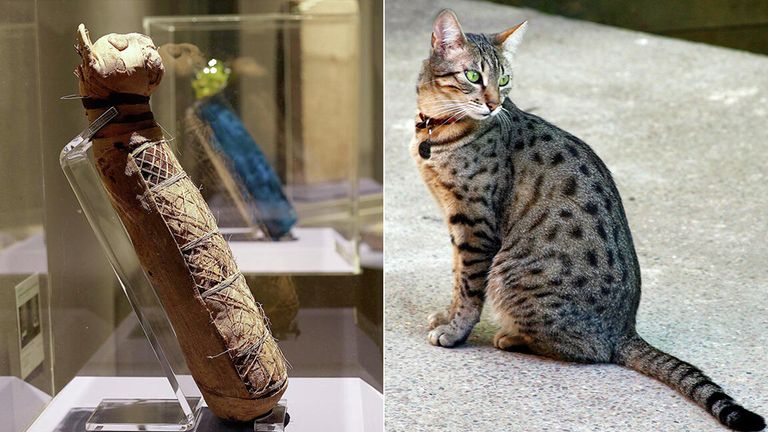 Кошка египетская мау Кошка египетская мау
