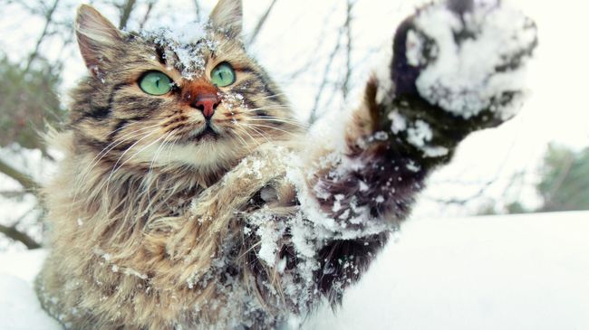 Кошка играет в снегу Кошка играет в снегу