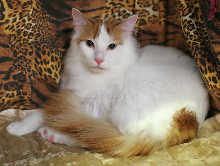 Кошка породы турецкий ван Кошка породы турецкий ван