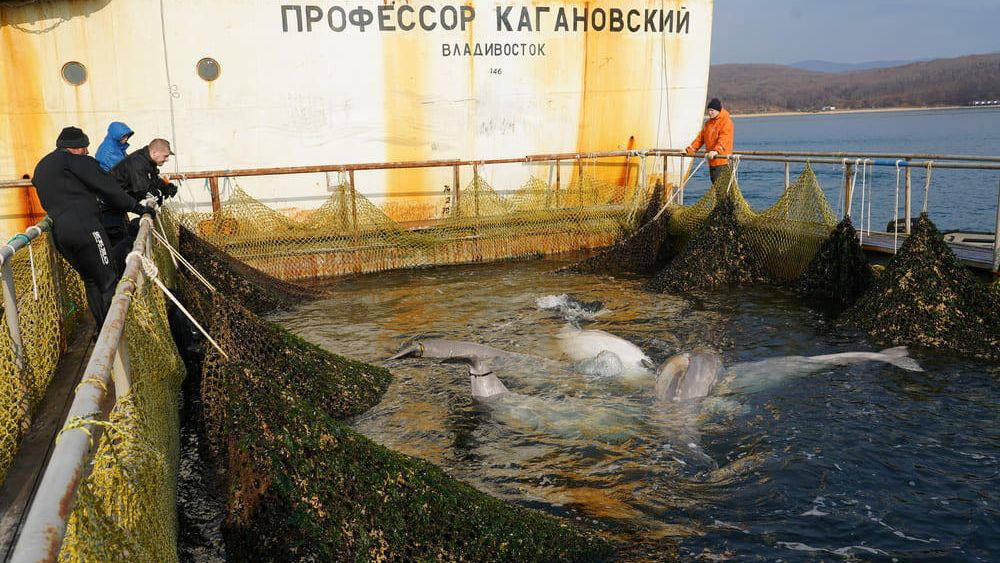 Погрузка последней группы белух из так называемой китовой тюрьмы в бухте Средняя Погрузка последней группы белух из так называемой китовой тюрьмы в бухте Средняя - РИА Новости, 1920, 01.06.2020