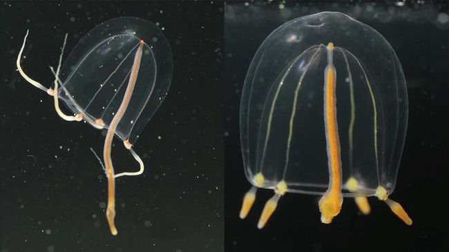 Медузы Sarsia lovenii и Sarsia tubulosa Медузы Sarsia lovenii и Sarsia tubulosa