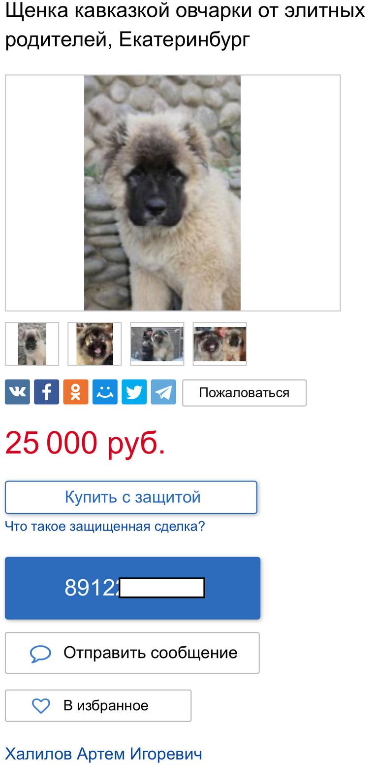 Объявление о продаже щенков с указанием номера телефона Халилова