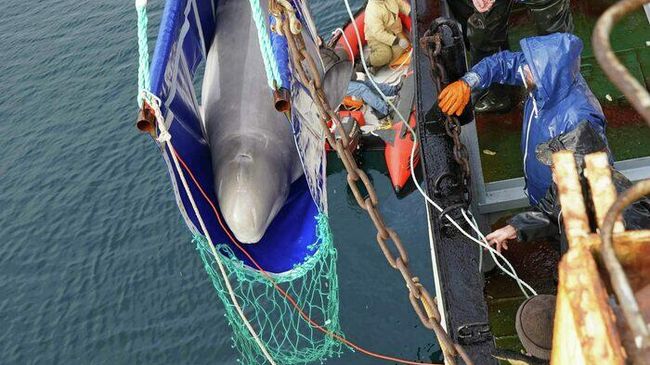Выпуск белух в Японском море Выпуск белух в Японском море