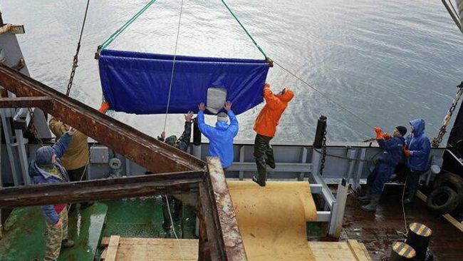 Выпуск белух в Японском море Выпуск белух в Японском море