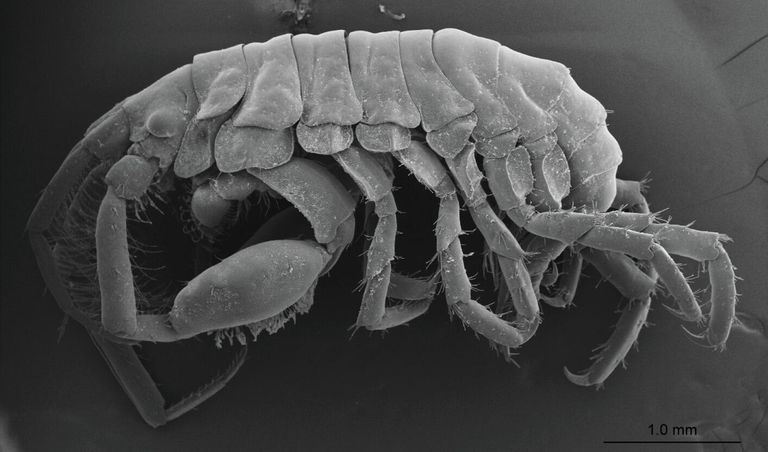 Новый вид ракообразных Podocerus jinbe найден во рту китовой акулы Новый вид ракообразных Podocerus jinbe найден во рту китовой акулы