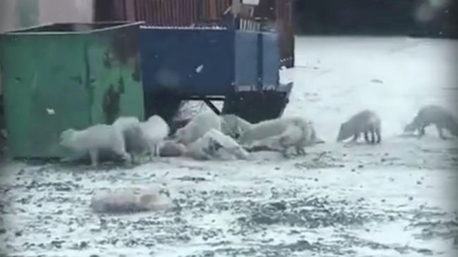 Песцы в Дудинке Песцы в Дудинке