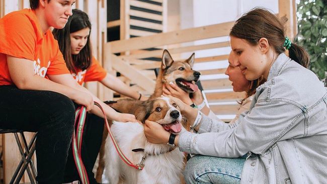 Фестиваль в поддержку животных из приютов WOOF Фестиваль в поддержку животных из приютов WOOF