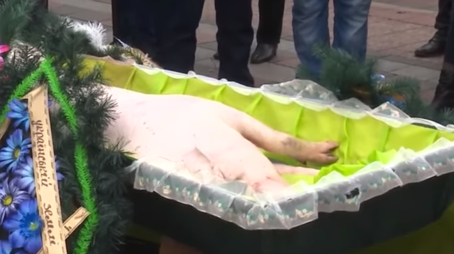 Свинья в гробу Свинья в гробу