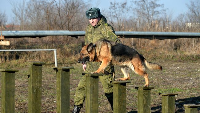Занятия по взаимодействию военного кинолога и собаки при обнаружении мин и зарядов взрывчатых веществ, а также по преодолению различных препятствий на учебном полигоне Занятия по взаимодействию военного кинолога и собаки при обнаружении мин и зарядов взрывчатых веществ, а также по преодолению различных препятствий на учебном полигоне