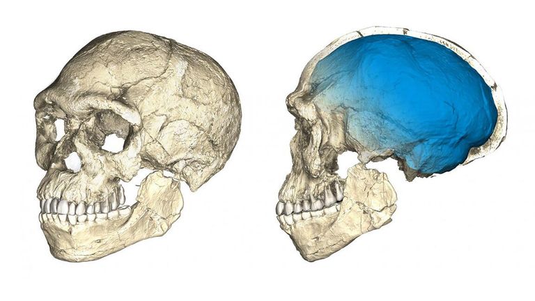 Реконструкция черепа древнего Homo sapiens