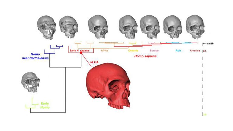 Череп Homo sapiens