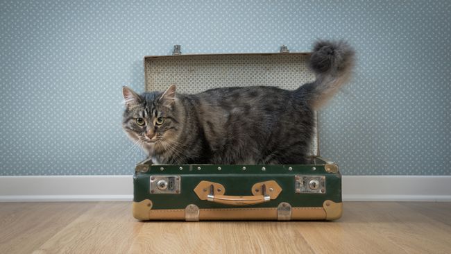Кот в чемодане Кот в чемодане