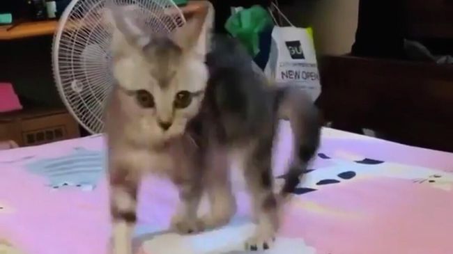 Стоп-кадр видео из аккаунта cats_of_instagram
Стоп-кадр видео из аккаунта cats_of_instagram