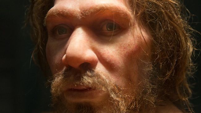 Реконструкция облика неандертальца Реконструкция облика неандертальца