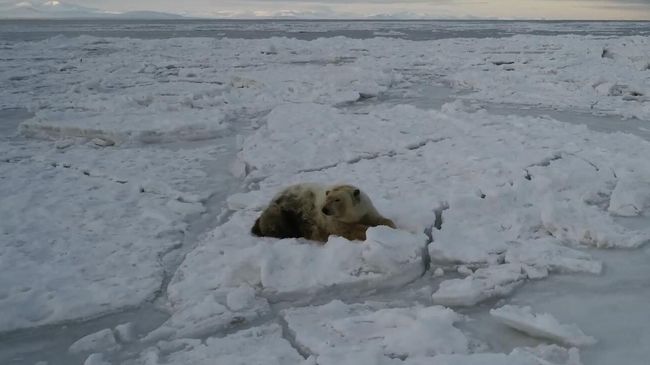 Ученый: белому медведю с надписью Т-34 не грозит смерть от голода
Ученый: белому медведю с надписью Т-34 не грозит смерть от голода
