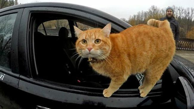 Кот и такси: водитель из Харькова взял себе хвостатого напарника Кот и такси: водитель из Харькова взял себе хвостатого напарника